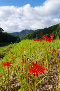 秋空と彼岸花