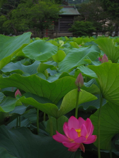 池の蓮