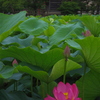 池の蓮