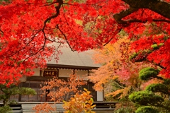 寺の秋