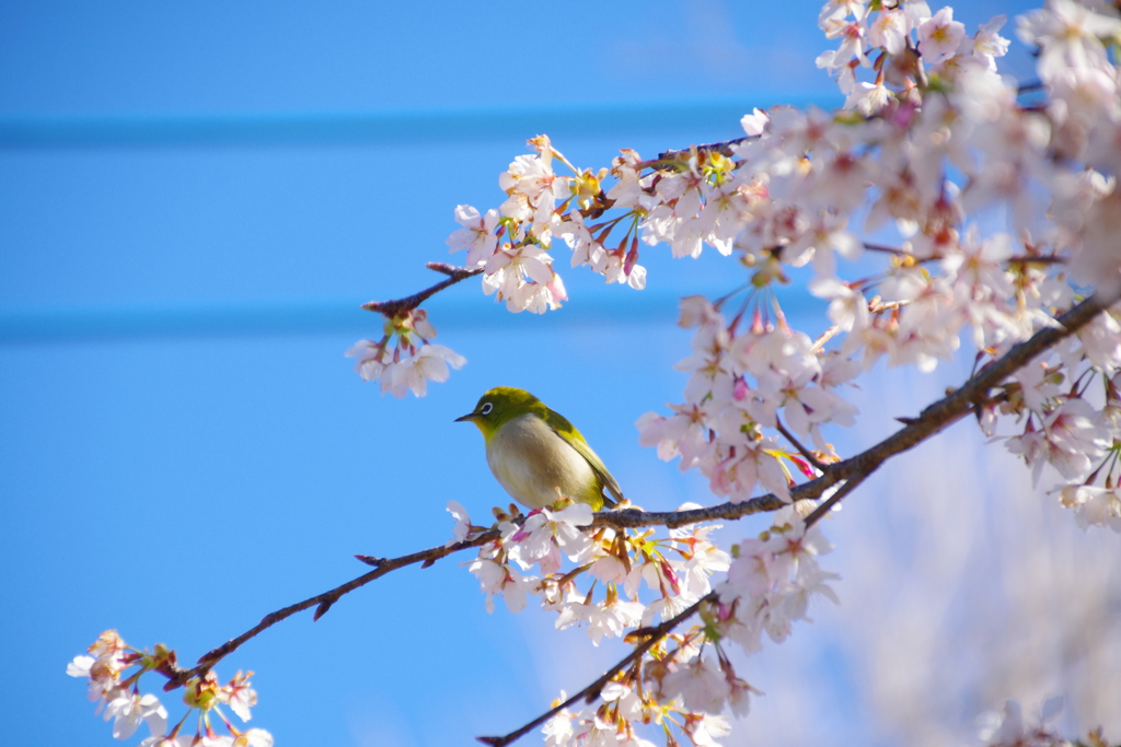春の鳥