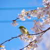 春の鳥