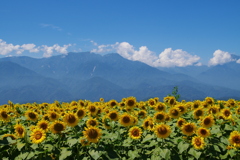 ひまわりと夏山