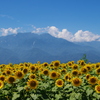ひまわりと夏山