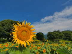 夏に向かう