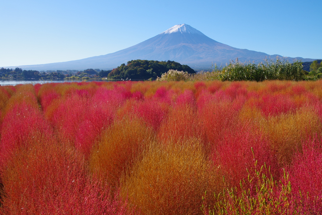 富士山とコキア