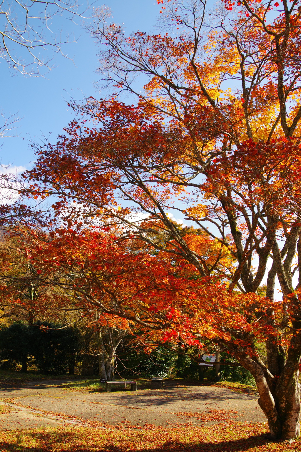 秋空と紅葉
