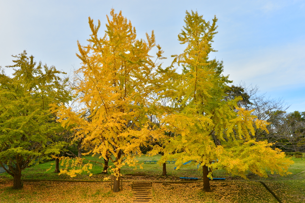 公園の秋