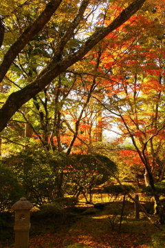 秋の林の中