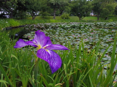 花菖蒲と睡蓮の池