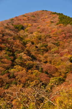 競演の紅葉の山