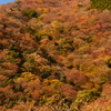 競演の紅葉の山
