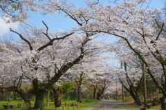 桜のトンネル