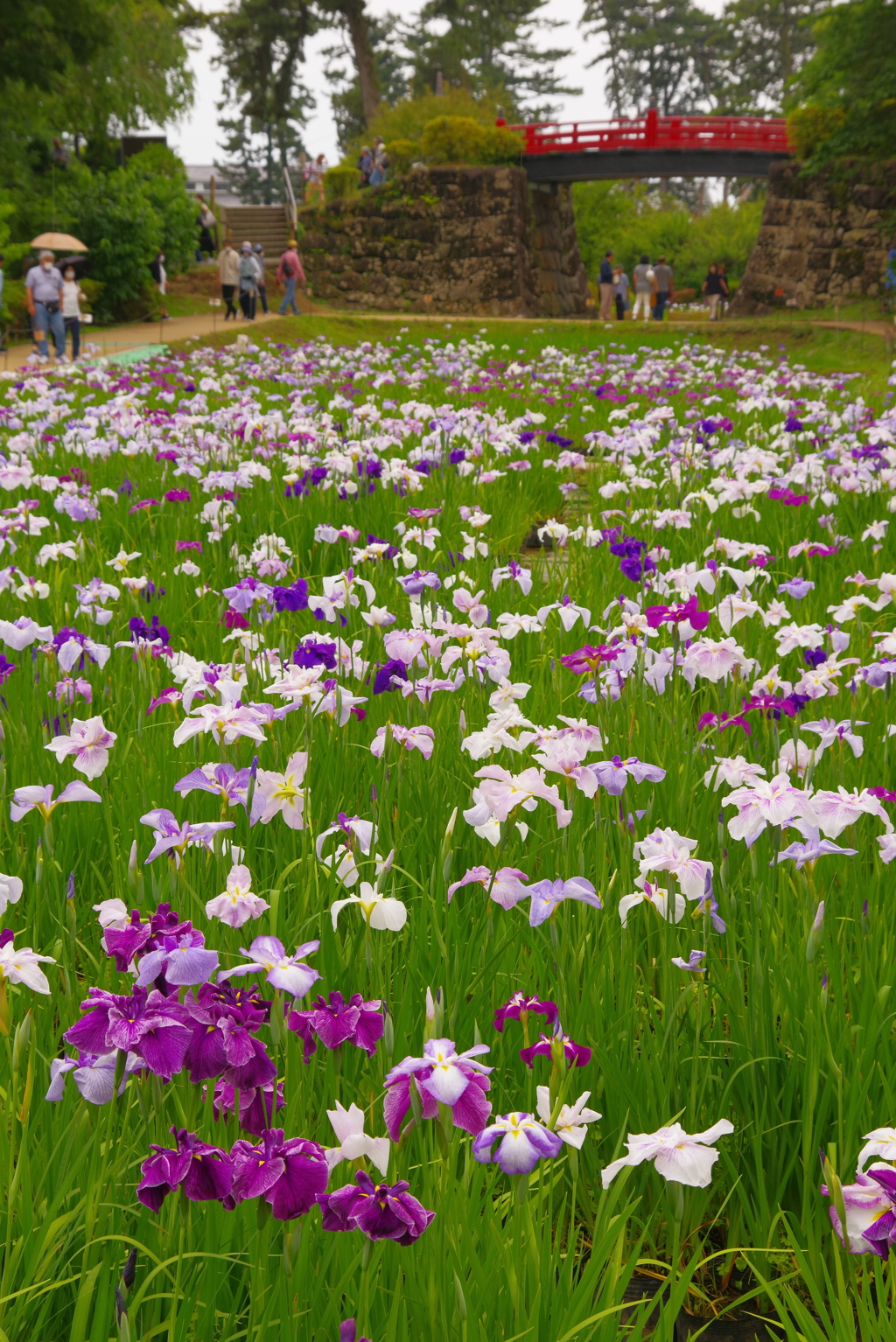 城下の菖蒲