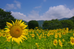 夏の日のひまわり