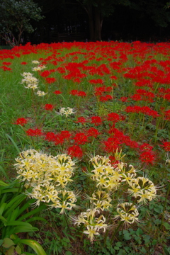 紅白