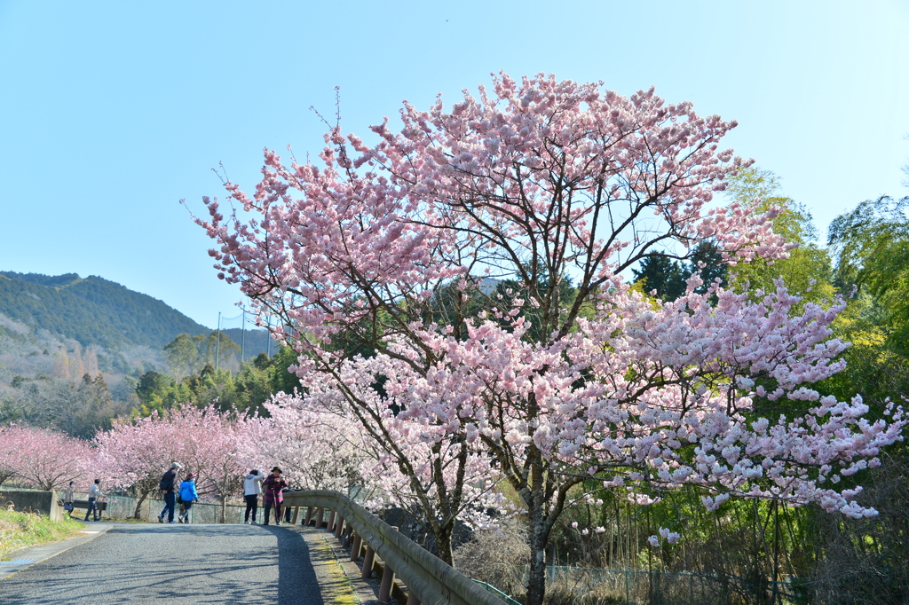 里山の春