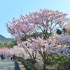 里山の春
