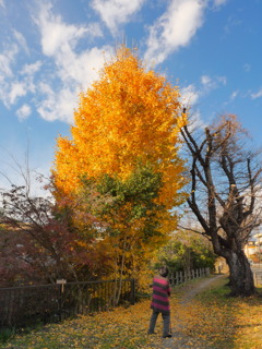 晩秋の大銀杏