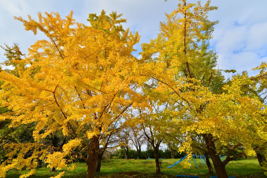 秋の公園