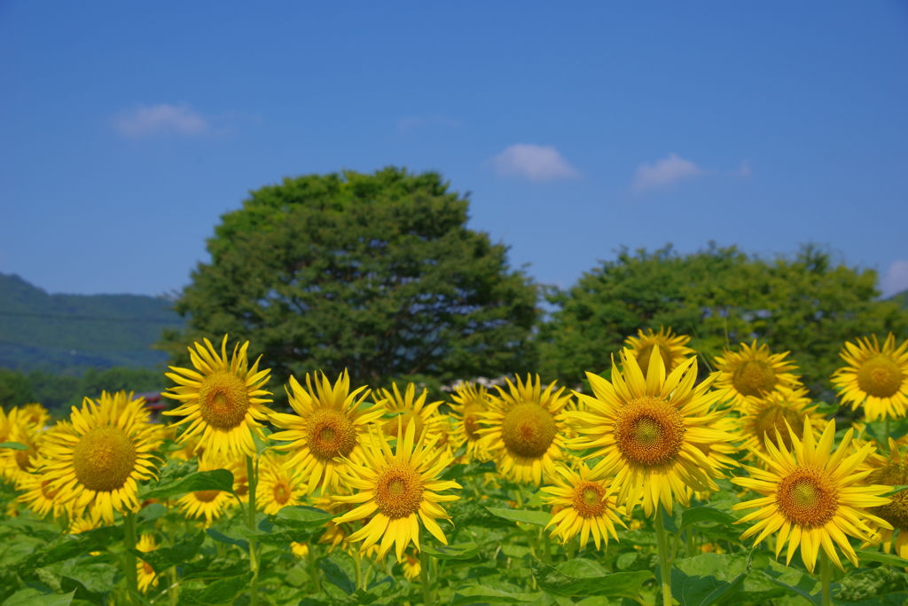 夏の公園