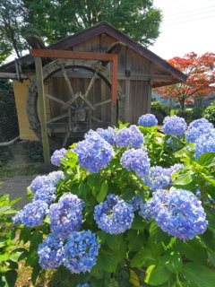 水車小屋のあじさい