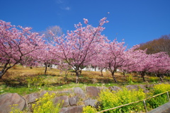 菜の花と桜と