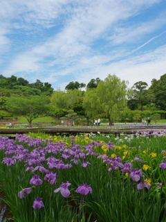 初夏の彩り