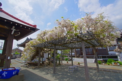 白藤満開