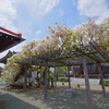 白藤満開