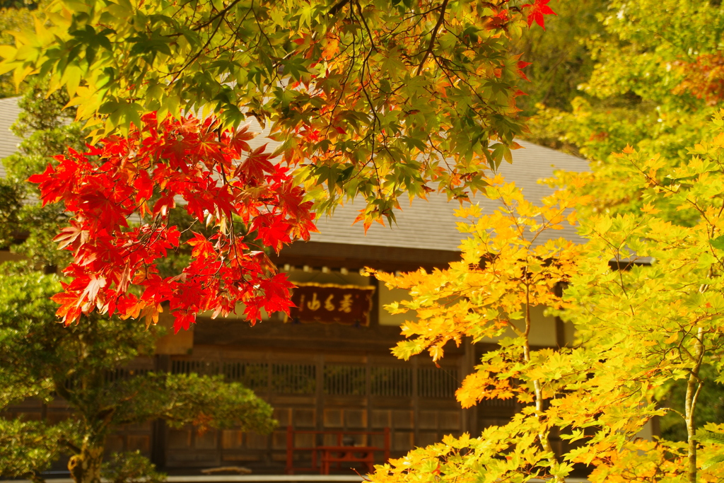 紅葉の向こう