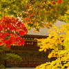 紅葉の向こう