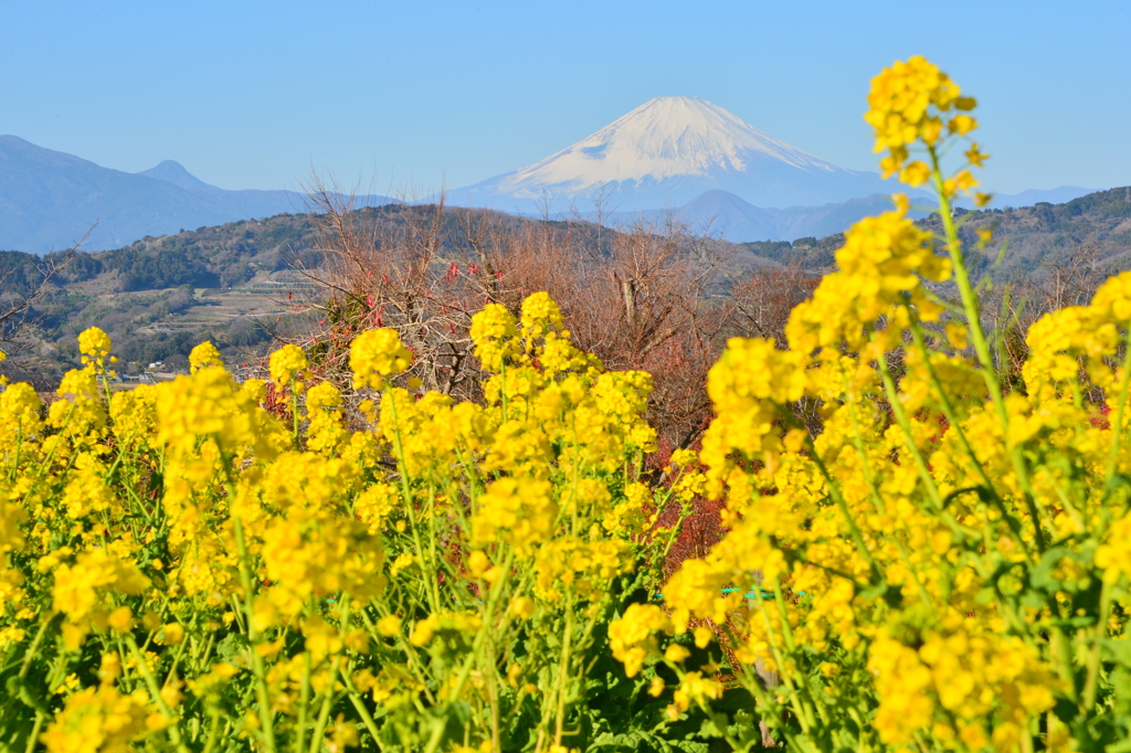 菜の花と富士山