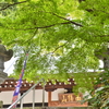晩夏の寺