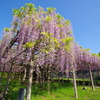 ふじ
