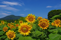 夏にそろい踏み