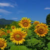 夏にそろい踏み