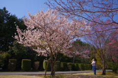 春を愛でる