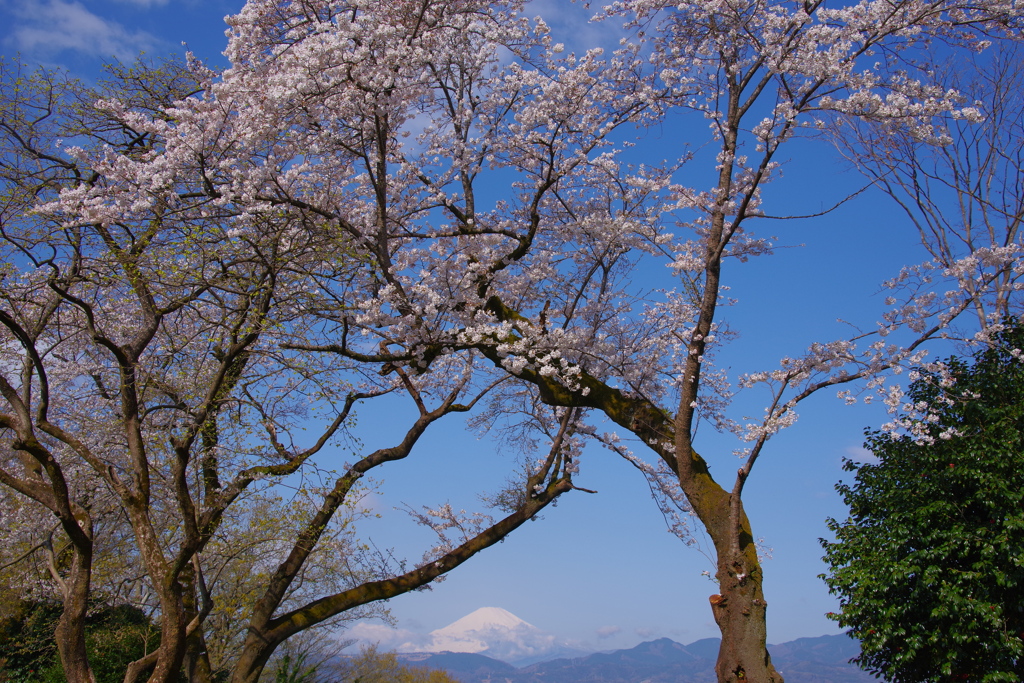 春の富士と桜