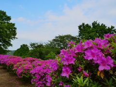 初夏の空のもとのつつじ