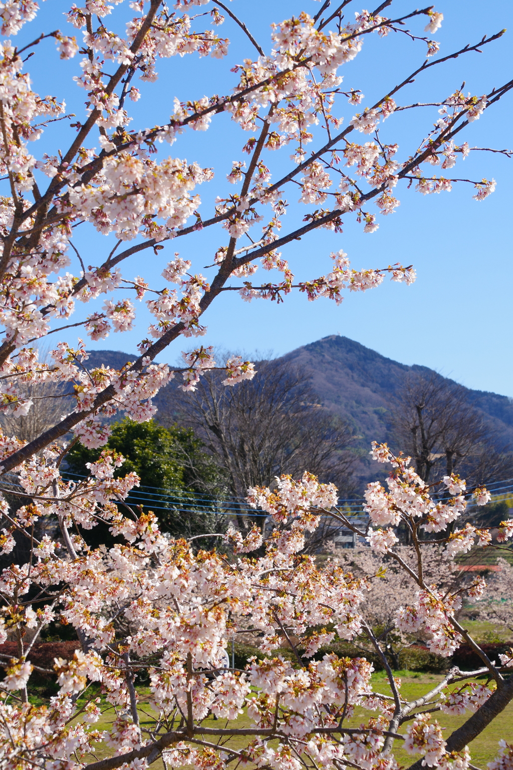 さくらの風景