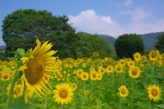 ひまわりの舞