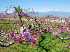桃の花