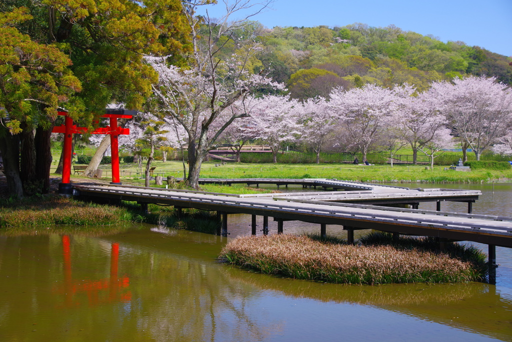 湿原の桜