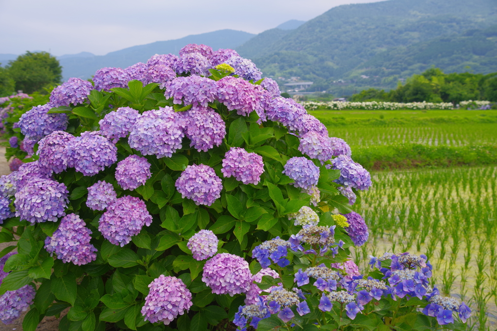 里山