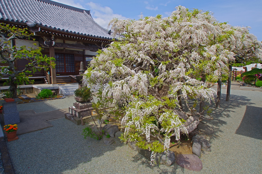 白藤の寺