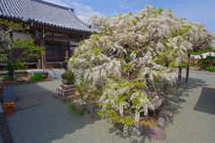 白藤の寺