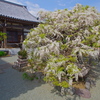 白藤の寺