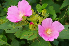 酔芙蓉