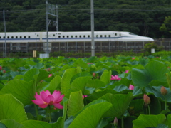 新幹線と蓮